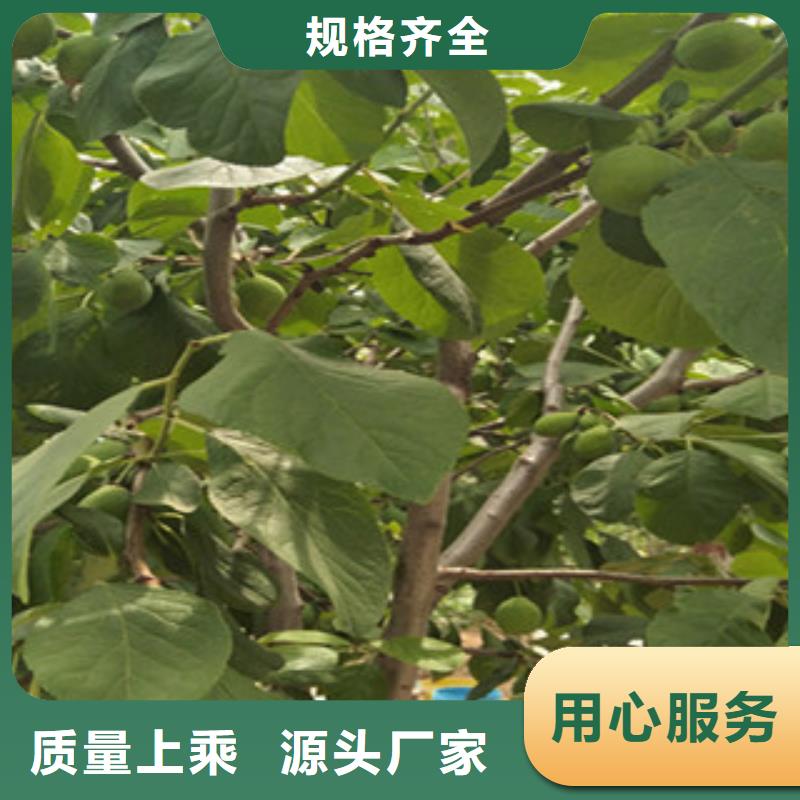 西梅苗厂家-只为制造精品厂家直销规格多样