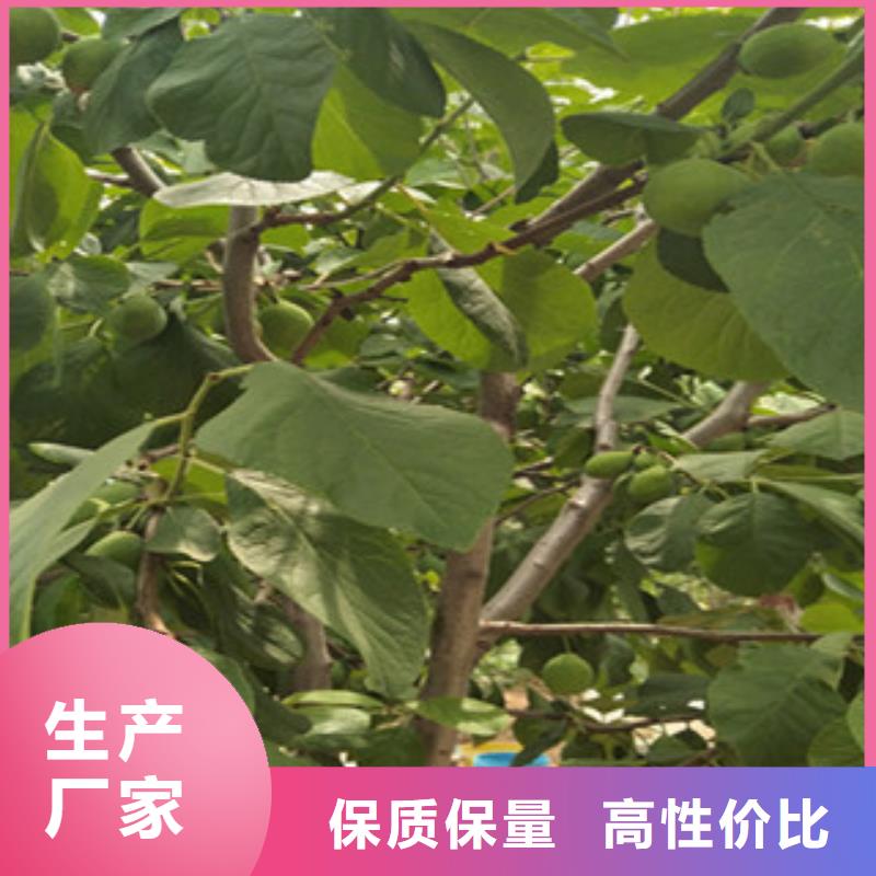 #西梅苗#-厂家直销实体厂家