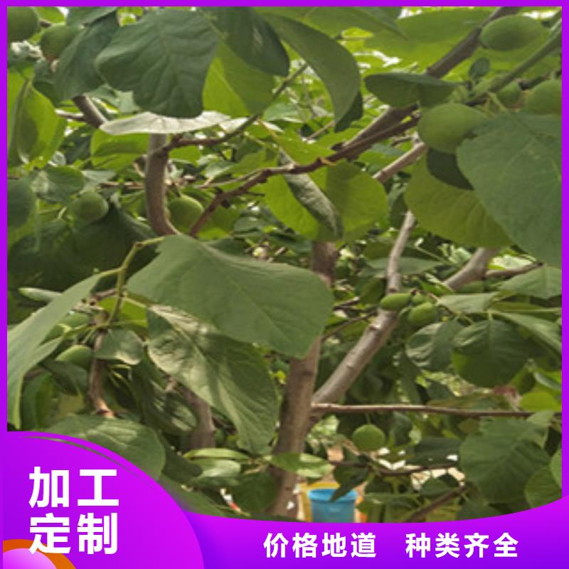 西梅苗-点击咨询注重细节