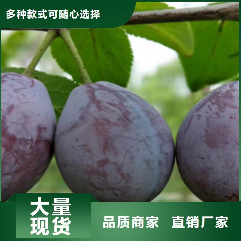 西梅苗2025畅销新品