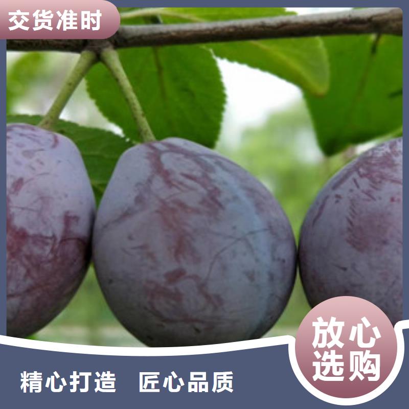 定制西梅苗厂家