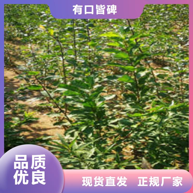 甄选：西梅苗供应商