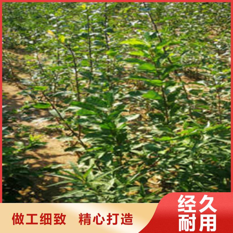 西梅苗-多年经验造就好品质