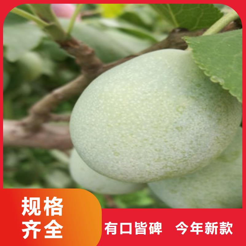 西梅苗质量为主
