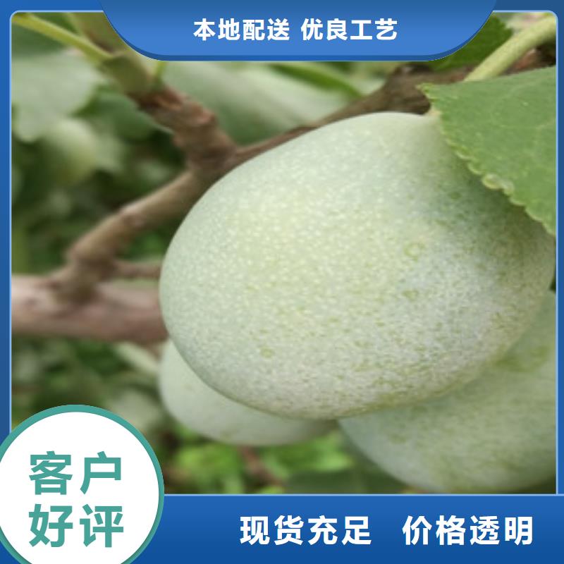 西梅苗厂家现货价格当地服务商