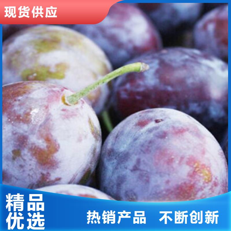 【图】西梅苗厂家直销好品质售后无忧