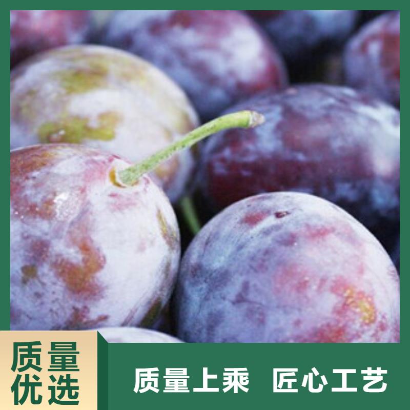 批发西梅苗的厂家
