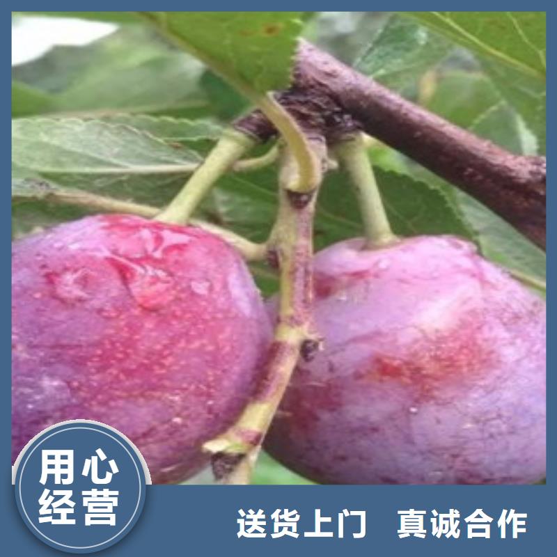 供应西梅苗的当地厂家本地品牌