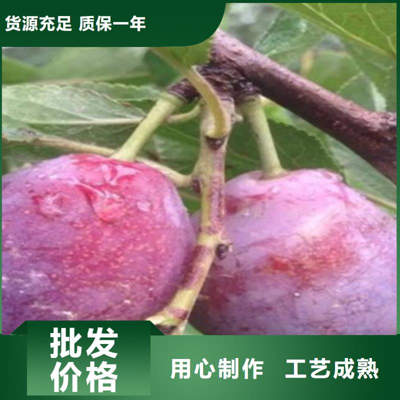 西梅苗全年低价