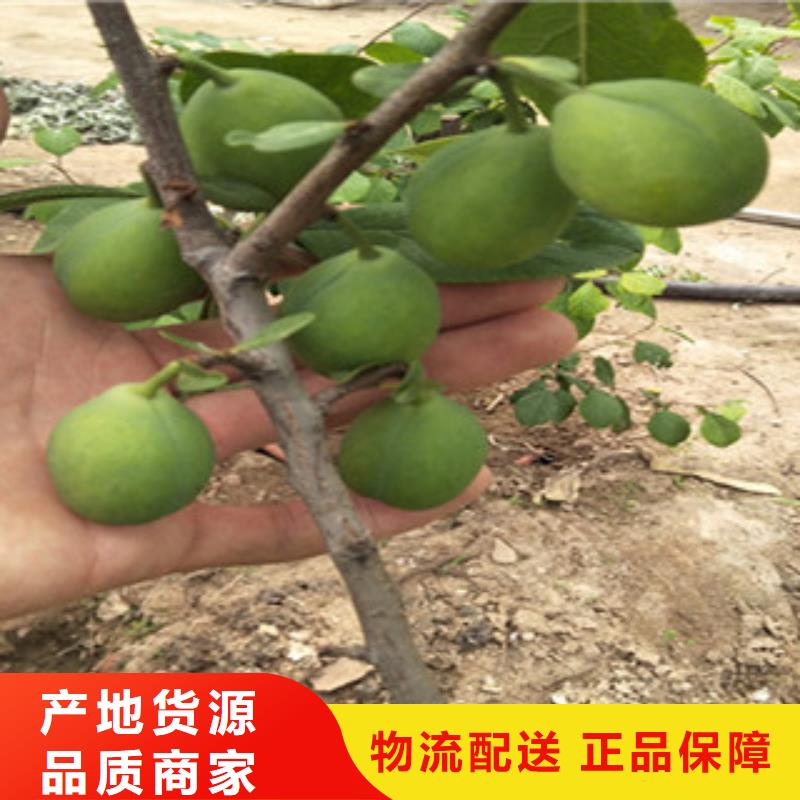 西梅苗厂商