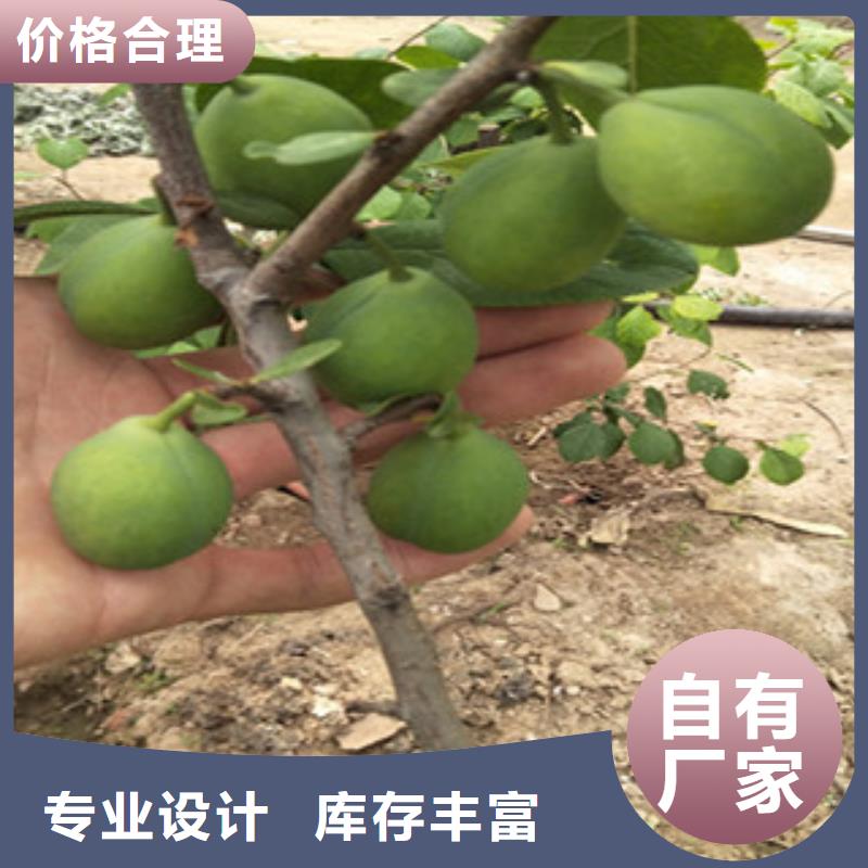 西梅苗口碑-兴海苗木种植合作社
