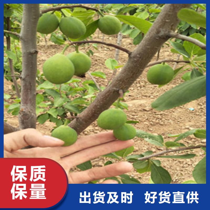 规格全的西梅苗厂家用心制作