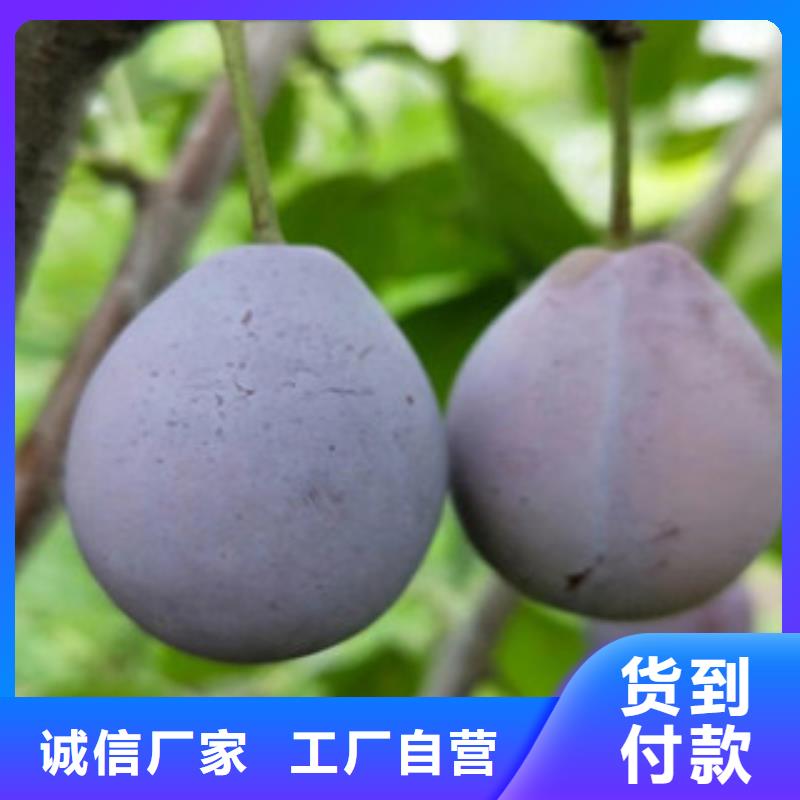 西梅苗2025畅销新品