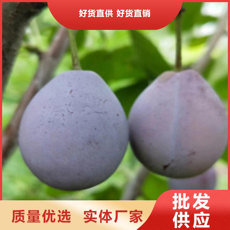 西梅苗、西梅苗生产厂家