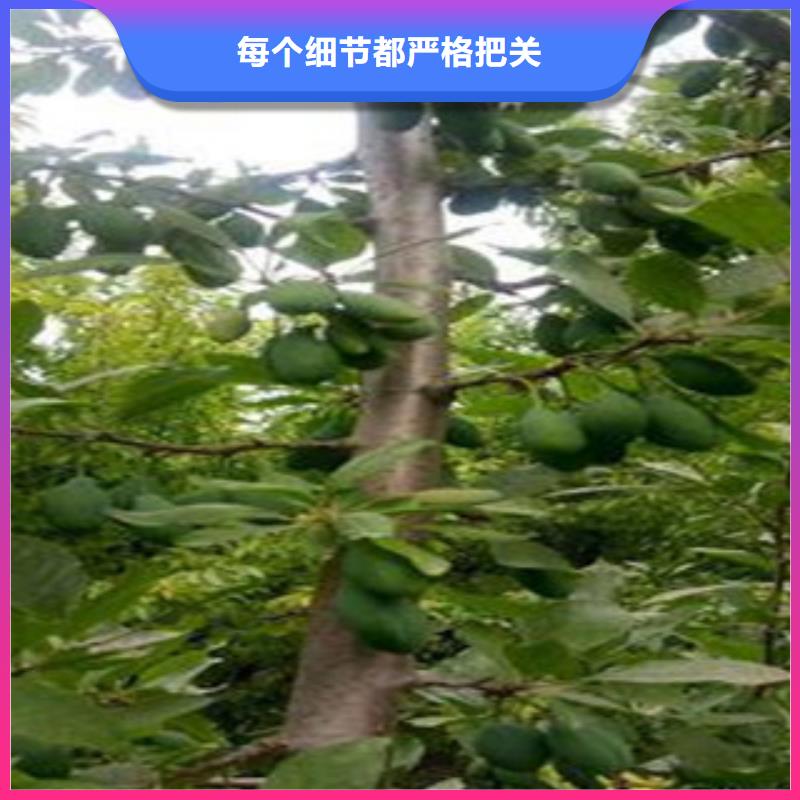 规格齐全的西梅苗销售厂家