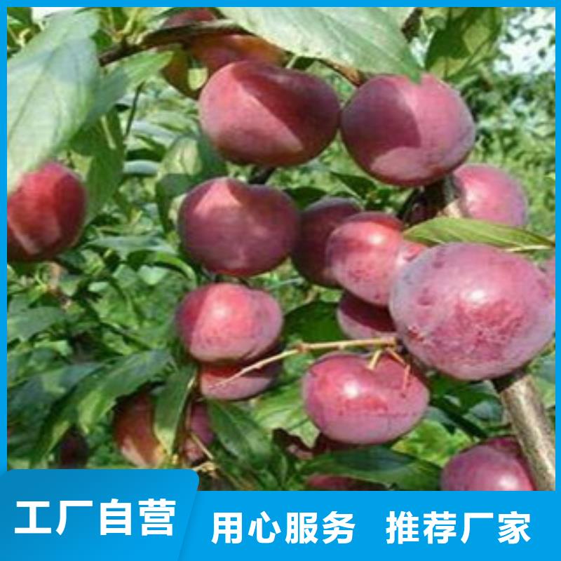 西梅苗發貨快品質高{本地}服務商
