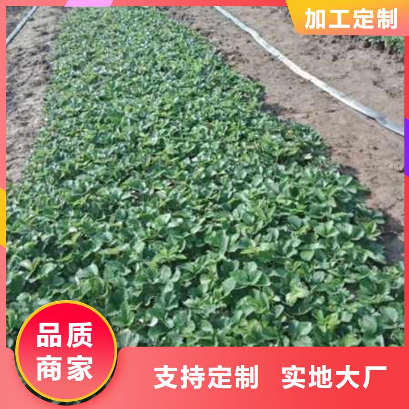 草莓苗厂家直销-全国发货
