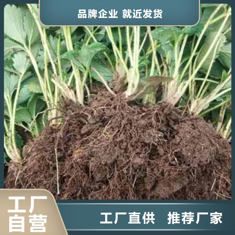 好消息：草莓苗厂家优惠促销