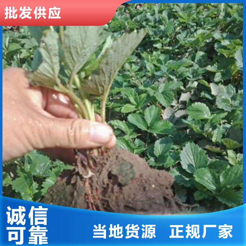草莓苗质量好发货快