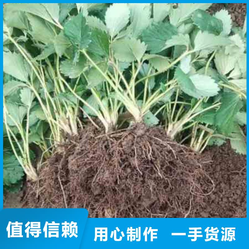 经验丰富的草莓苗厂家
