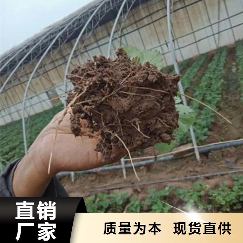 经验丰富的草莓苗厂家