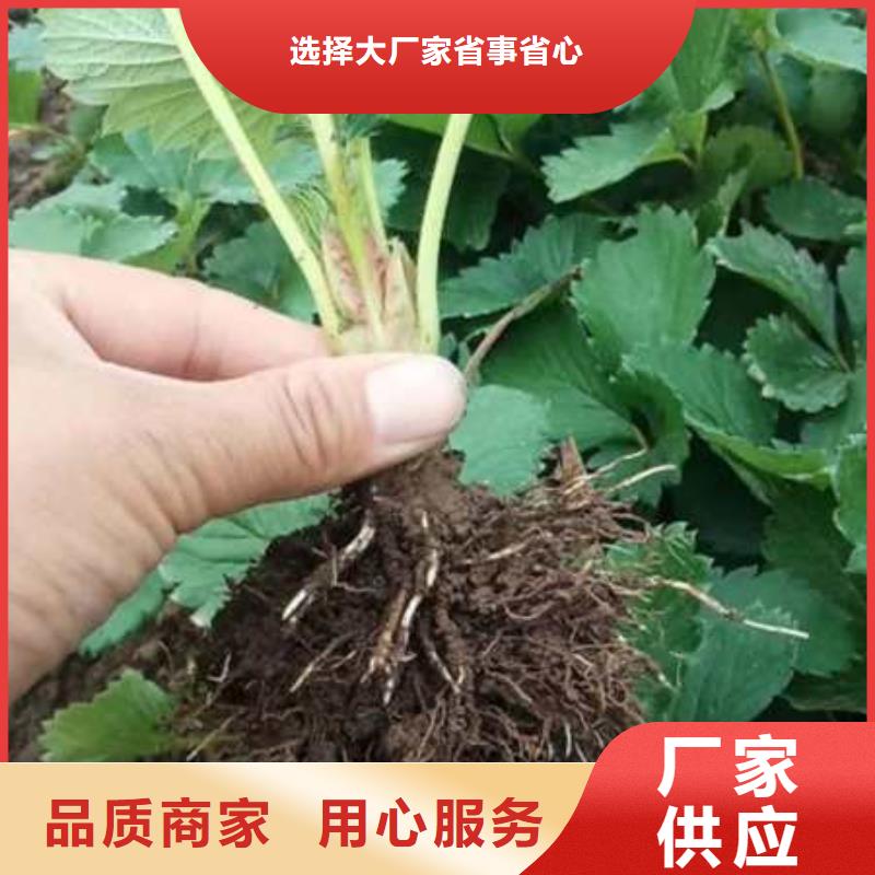 草莓苗可來電定制-質量可靠