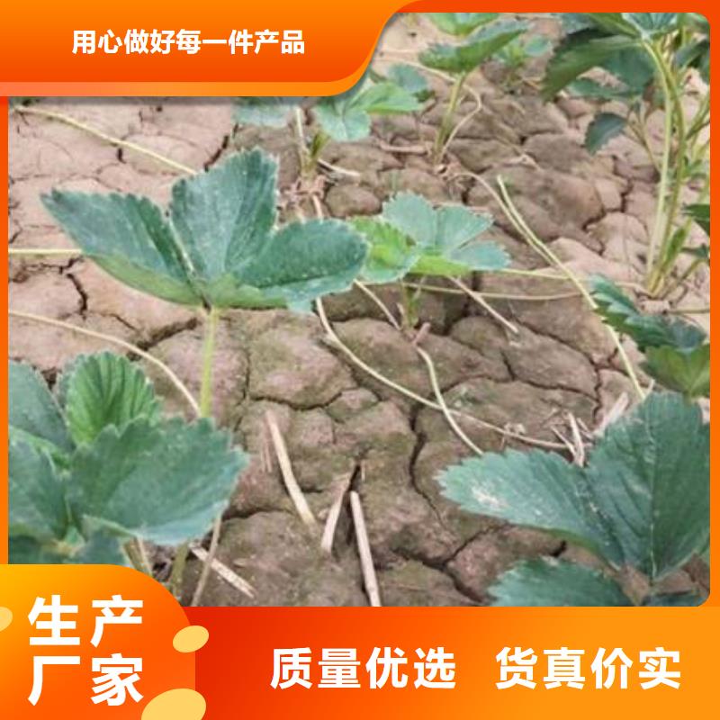 价格合理的草莓苗销售厂家