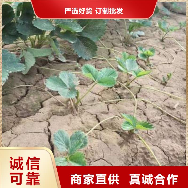 草莓苗-口碑<當地>供應商