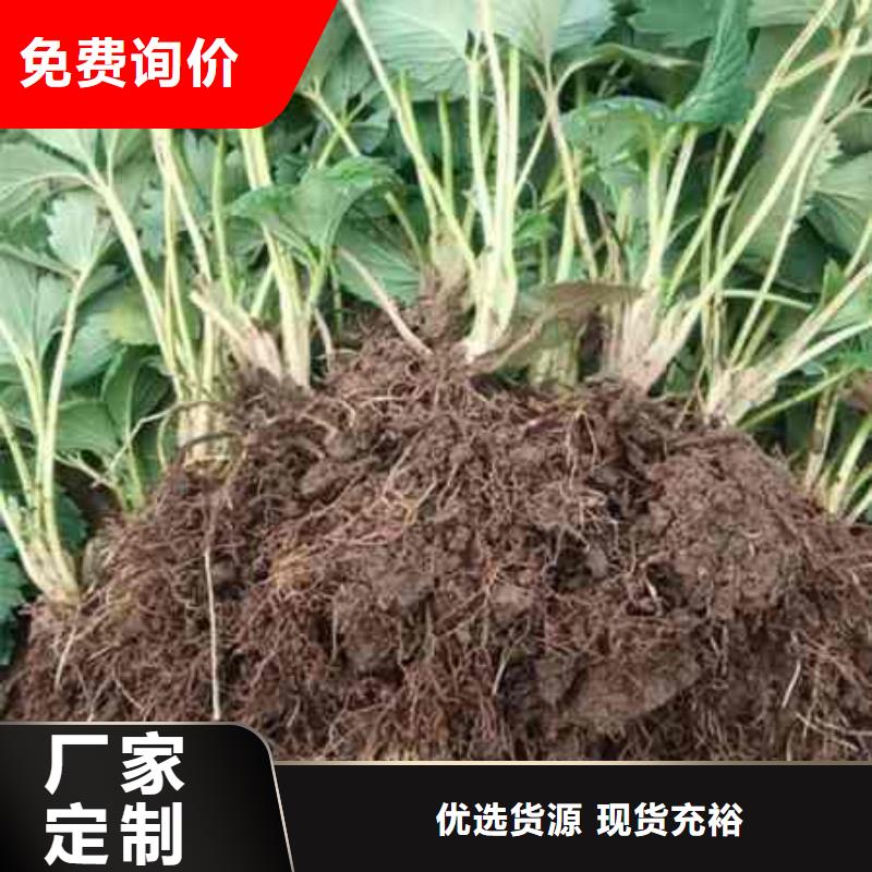 价格合理的草莓苗销售厂家
