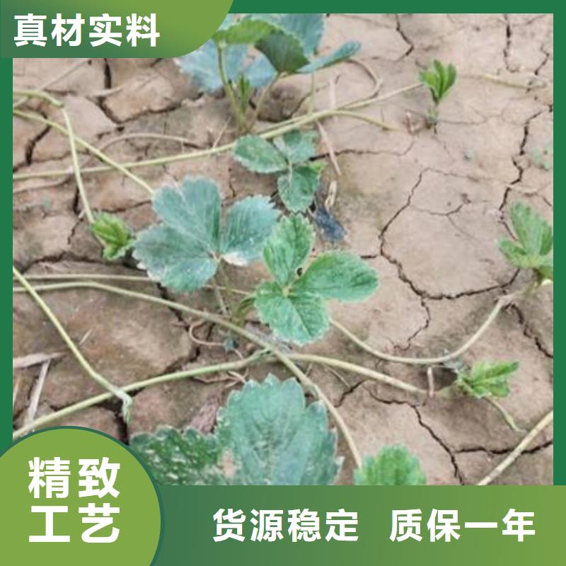 草莓苗厂家现货充足