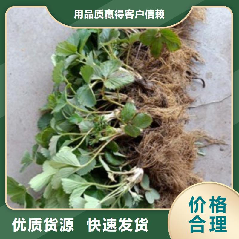 草莓苗款式齐全