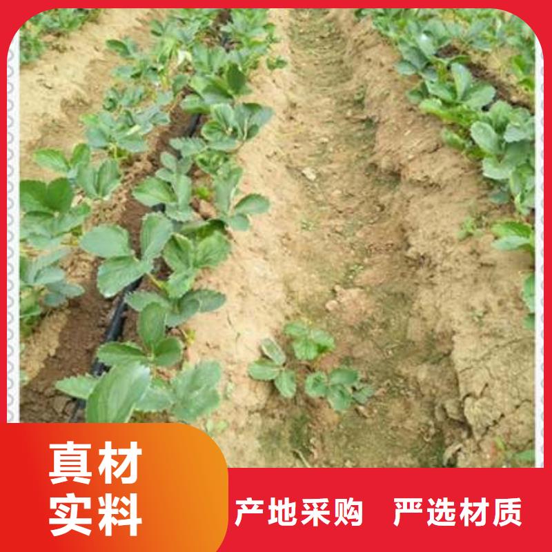 草莓苗-全國接單