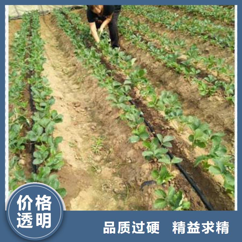 卖草莓苗的厂家