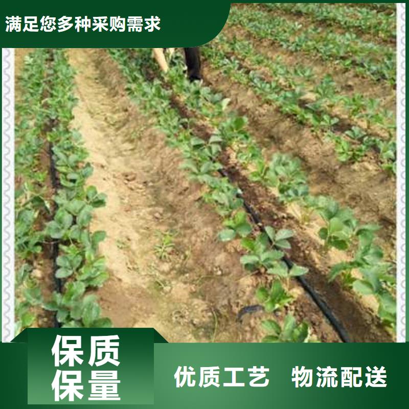 草莓苗-全國接單
