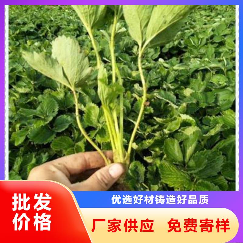 草莓苗下单即生产欢迎来电询价