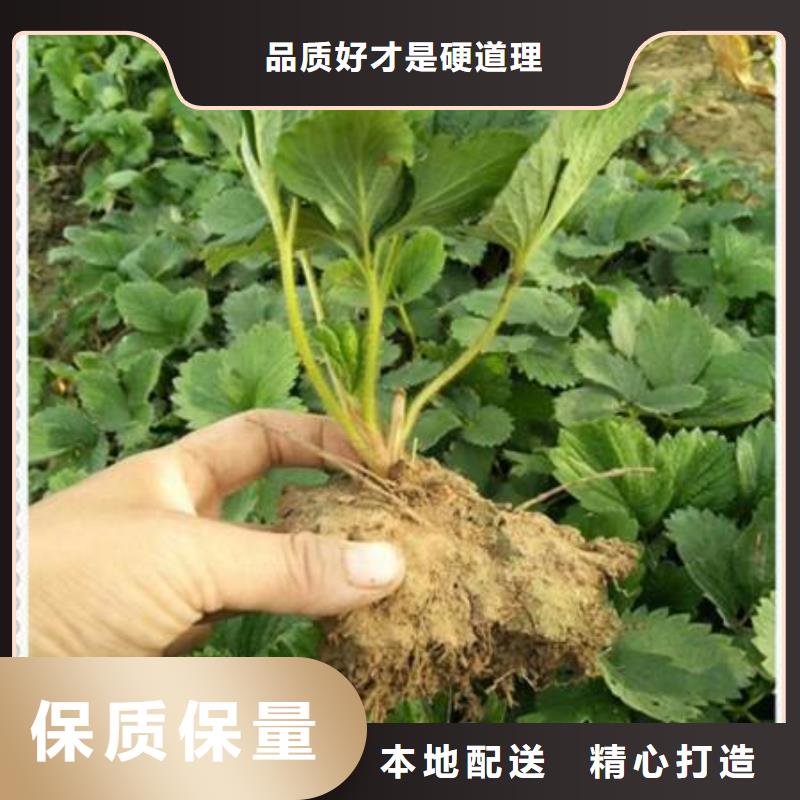 草莓苗可來電定制-質量可靠
