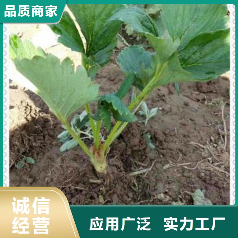 草莓苗质量好发货快