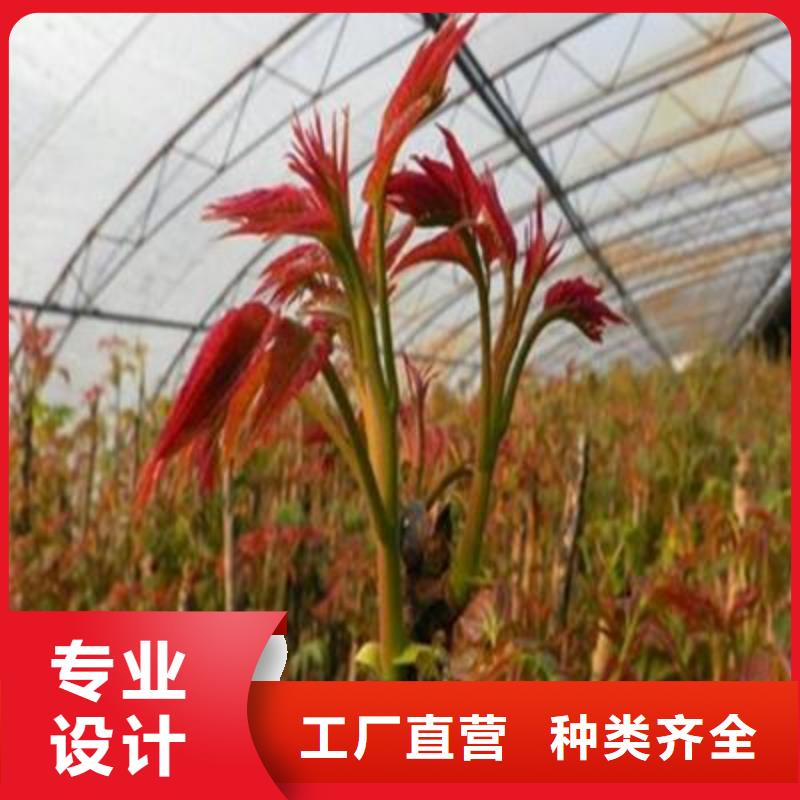香椿苗品牌