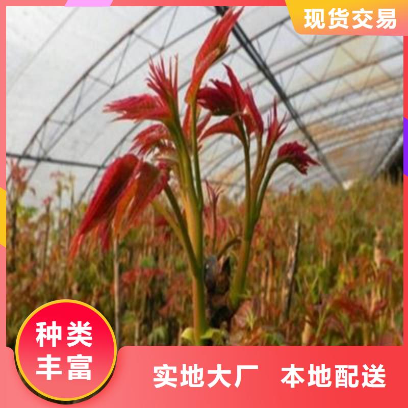 质优价廉的香椿苗生产厂家