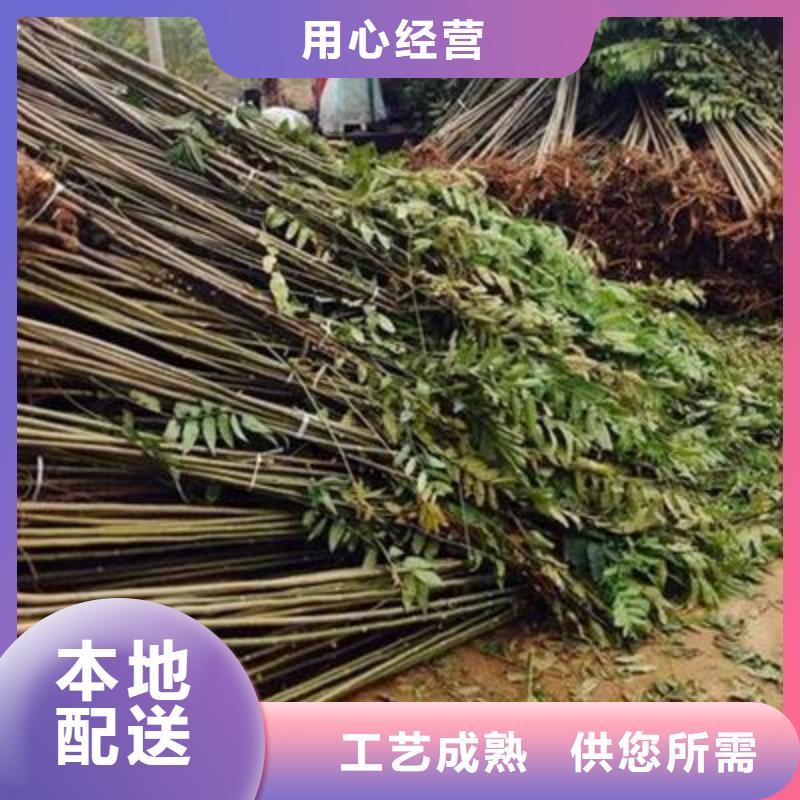 值得信赖的香椿苗厂家
