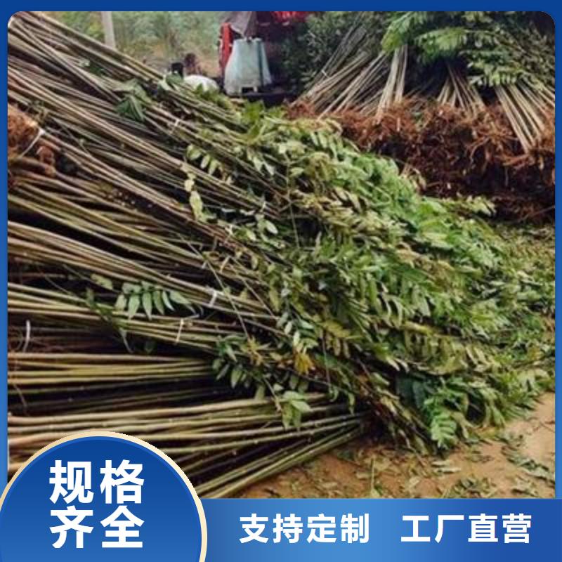 香椿苗、香椿苗生产厂家-当地货源