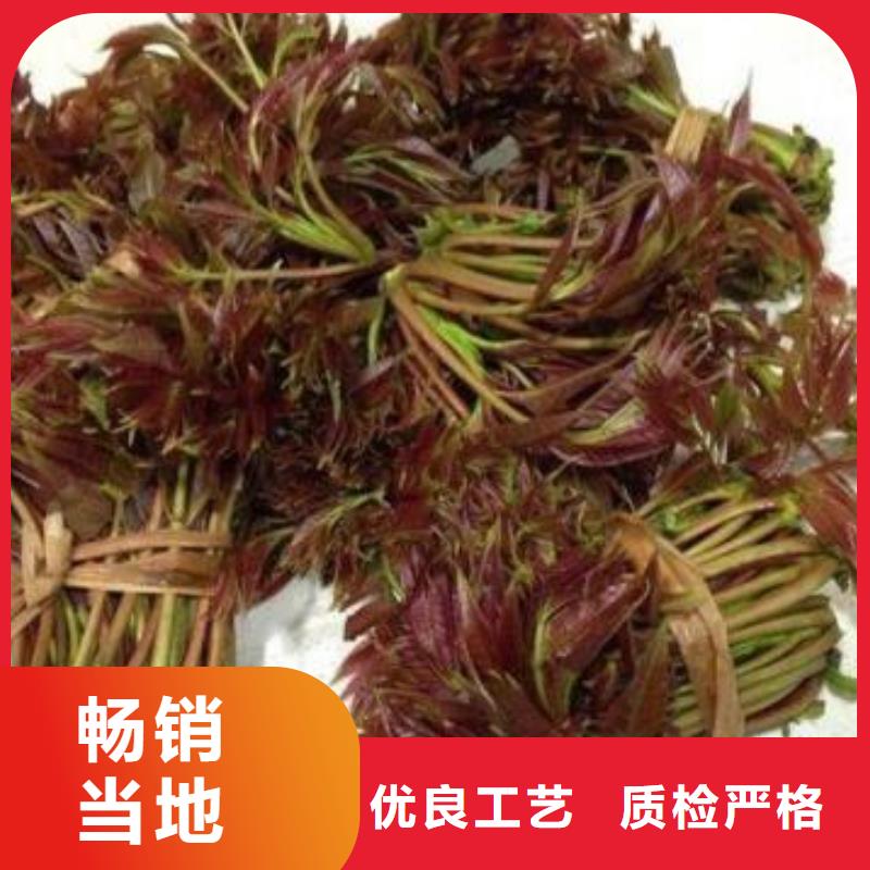 香椿苗-香椿苗厂家、品牌