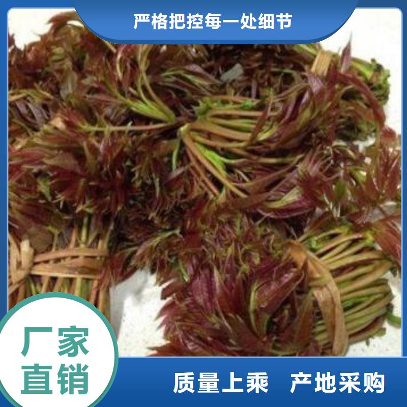 靠谱的香椿苗经销商真材实料诚信经营