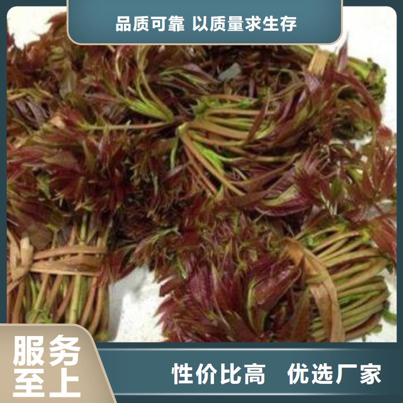 质量好的香椿苗大型厂家