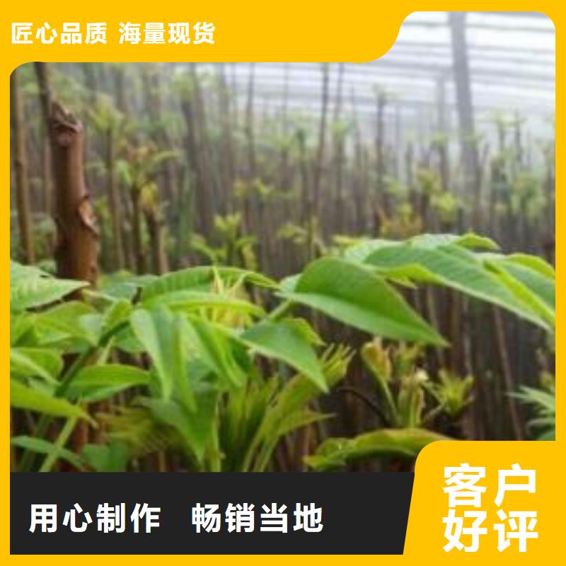 高品质香椿苗厂商性能稳定