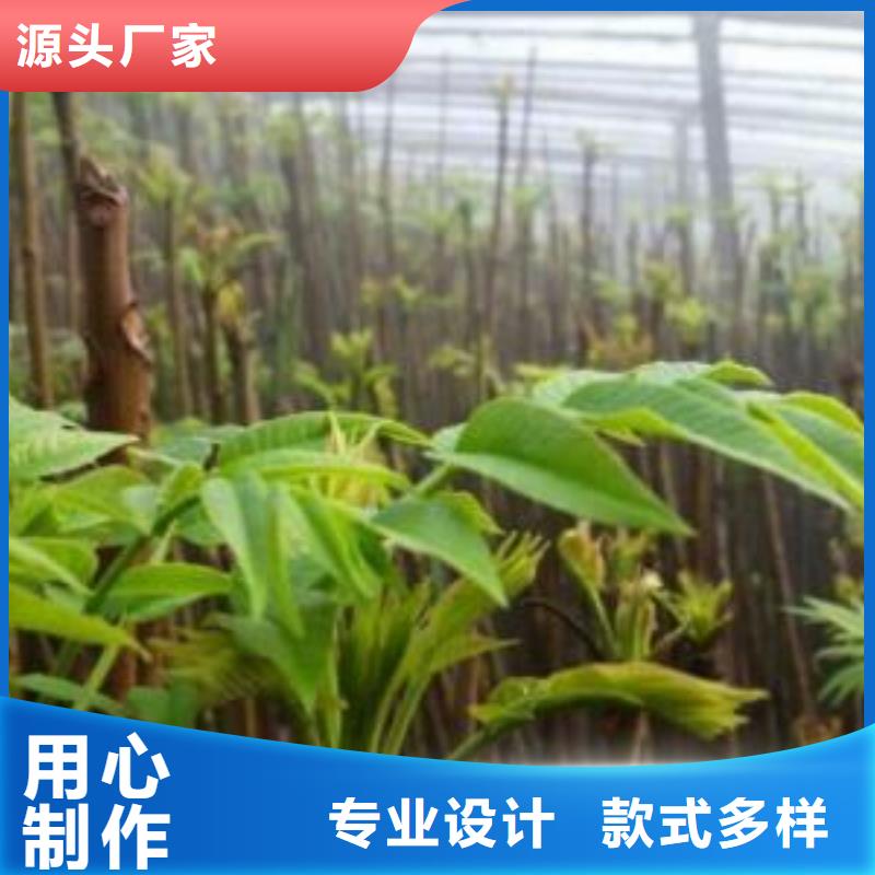 香椿苗-香椿苗厂家、品牌