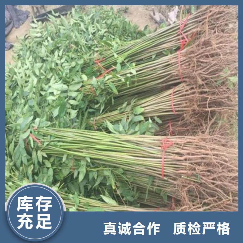 香椿苗厂家放心购