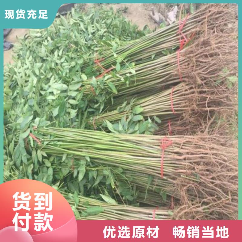 规格全的香椿苗生产厂家质量优价格低