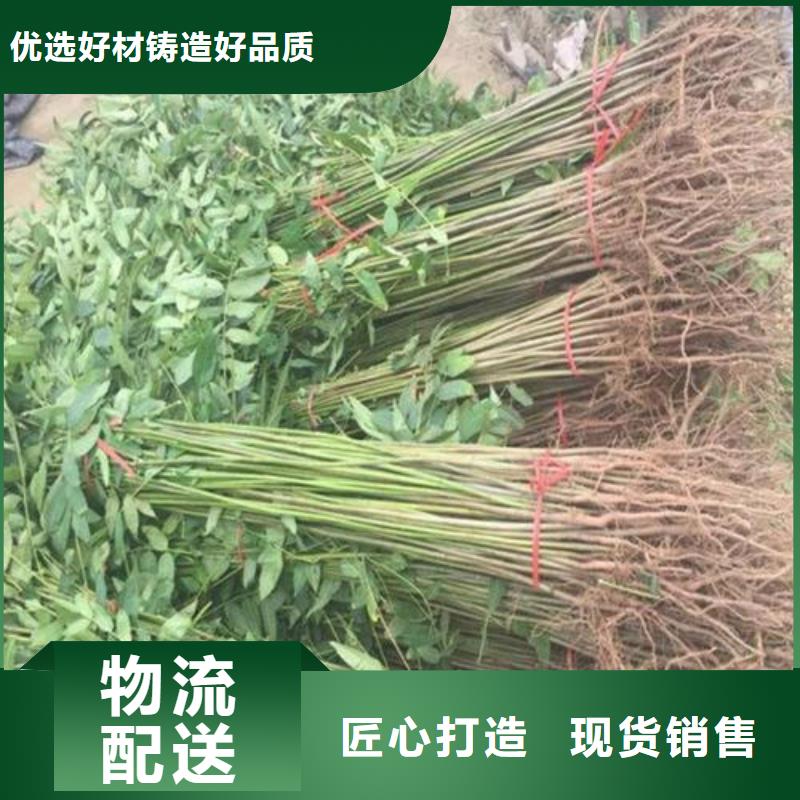 香椿苗厂家发货及时