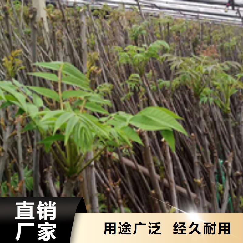 香椿苗厂家发货及时